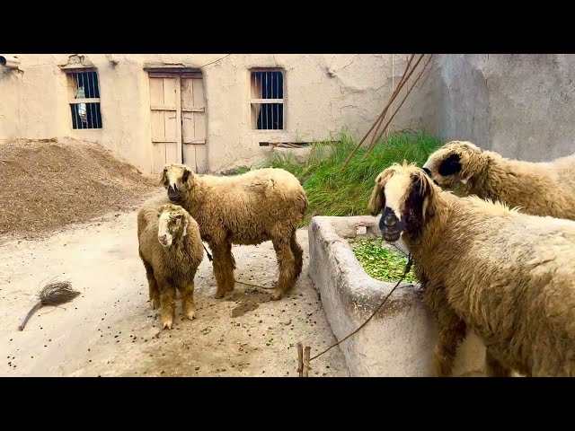 Real Simple Village Life | Punjab Pakistan #villagelife