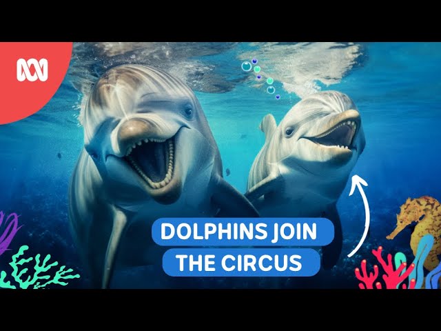 Dolphins join the circus! | Reef School Stories