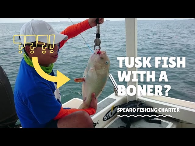 Singapore Offshore - Tusk Fish with a Boner?