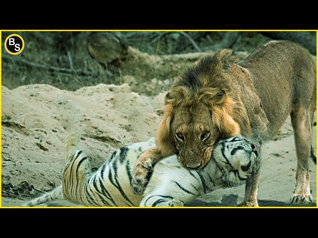 Lion vs Tiger: Who is the Real King?