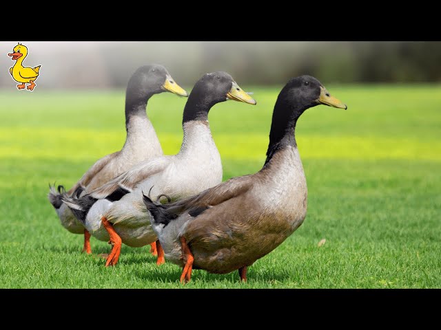 🔴 Live Duck Farm Serenity | Relaxing Village Life with Ducks