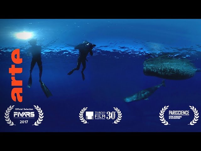 Dolphin Man (Folge 1) – Dive | 360° Video | ARTE