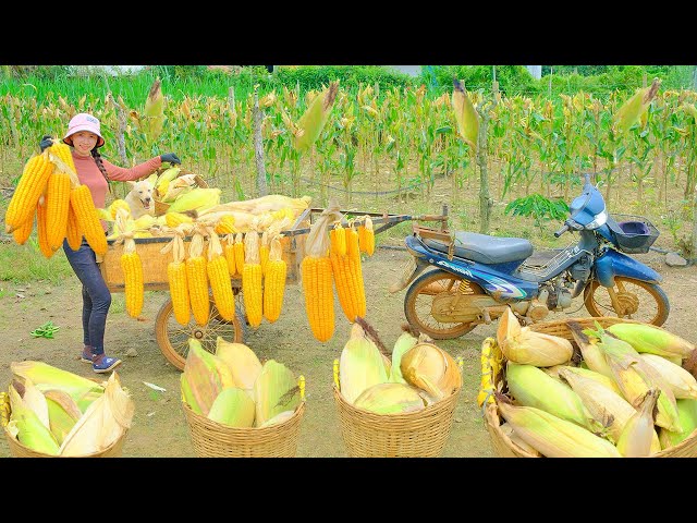 Harvest Corn, How To Preserve Corn For A Long Time | Thu's Country Life