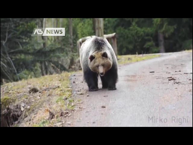 MOTOCICLISTA A TU PER TU CON L'ORSO