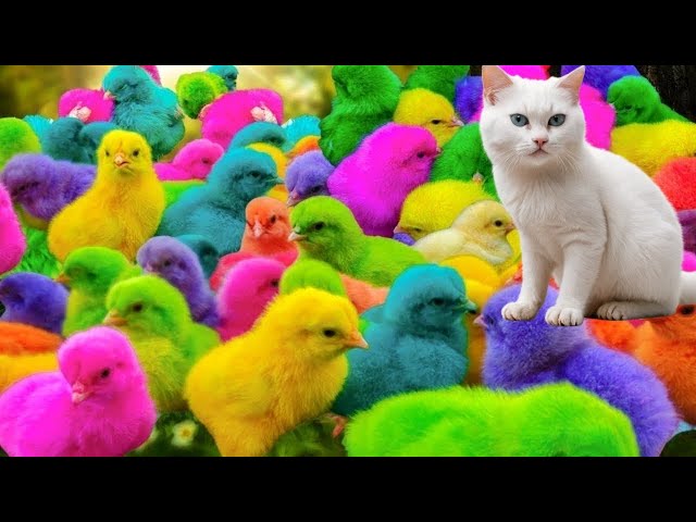 World Cute Chickens, Colorful Chickens, Rainbows Chickens, Cute Ducks, Cat, Rabbits,Cute Animals