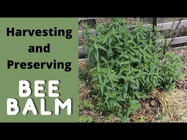 How to Harvest and Preserve Bee Balm