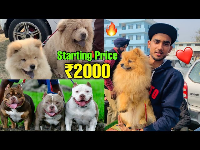 Cheapest Dogs Market In india | Wholesale/Retail | Pitbull,American Bully,Lhasa,  Suraj chauhan