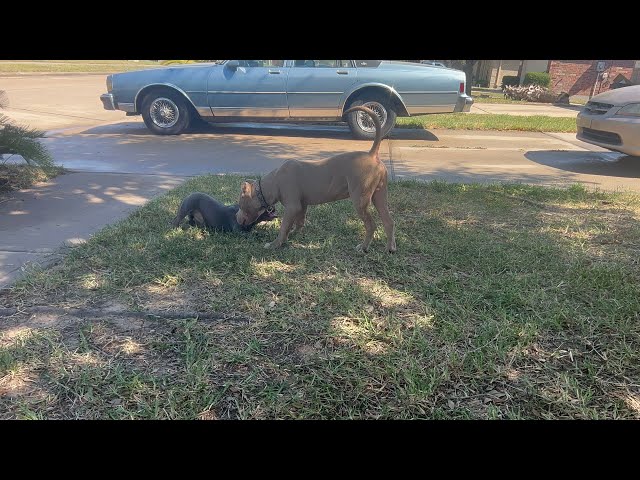 XL Pitbull Puppy Attacks French Bulldog 🤬😩🤯 For Sale Now 🗣