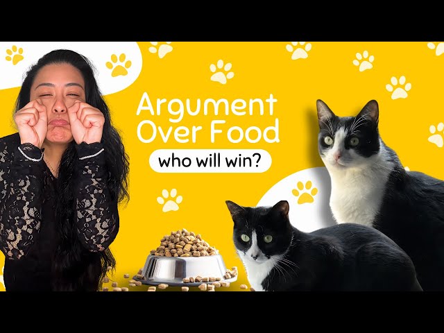 Cats Start HILARIOUS Argument Over FOOD! You WON'T Believe Who Wins!