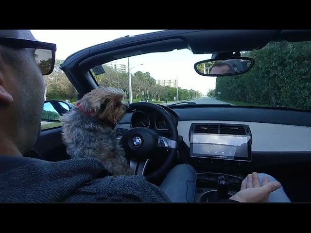 YORKIE FOR A RIDE - 360VR #shorts