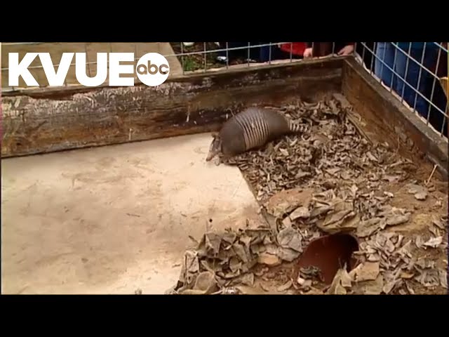 Armadillo Bee Cave Bob makes his weather forecasting debut (Feb. 2, 2010) | KVUE Rewind