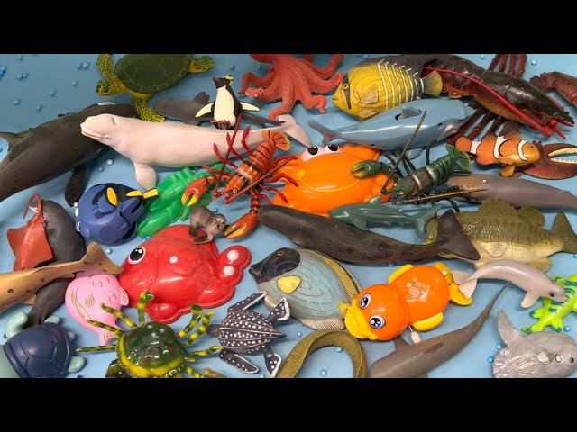 Sea Animal Toys Down a Slide with Flash Cards and Names in English