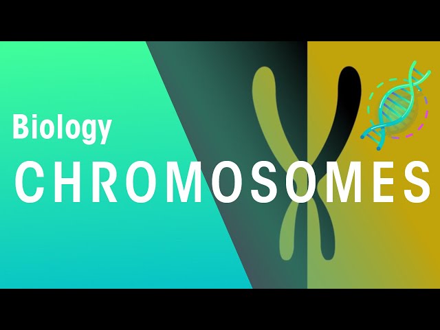 What Are Chromosomes | Genetics | Biology | FuseSchool