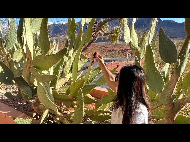 Cactus Plants | Nevada and Arizona State