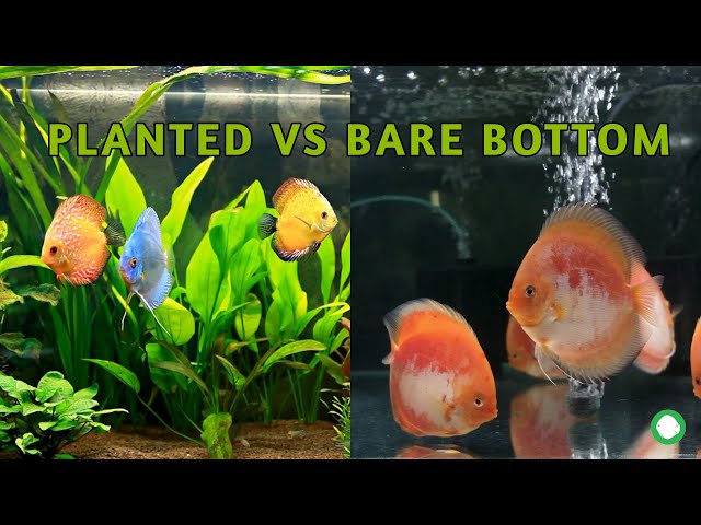 Planted Vs Bare Bottom Discus Tank: Which One Is The Best?