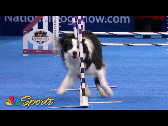 Purina Pro Plan Incredible Dog Challenge Agility Show at the 2024 National Dog Show | NBC Sports