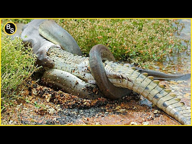 Extreme Fight Crocodile VS Python | Python Eat Alligator