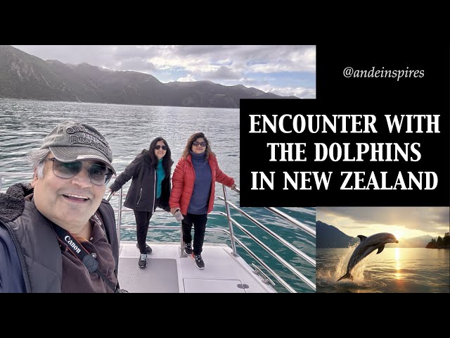 Magical Encounter: Swimming with Dusky Dolphins in Kaikoura, New Zealand