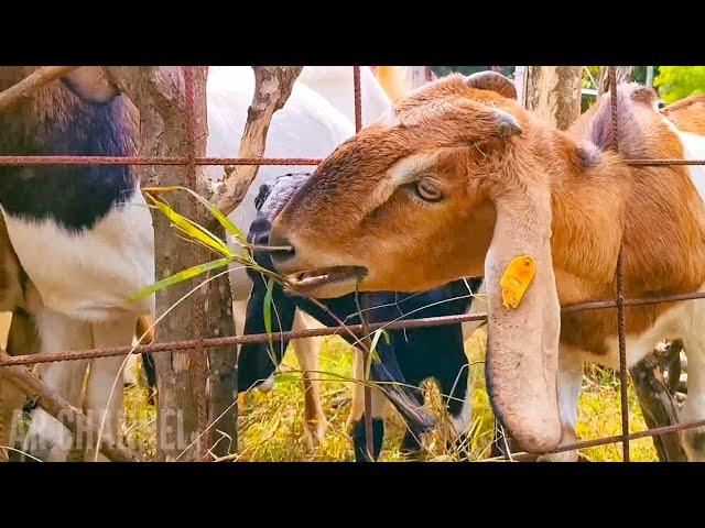 Our activities with cute goats, eating goats, sucking goats