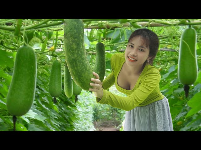 Quick and Easy Winter Melon Recipe for a Healthy Family Dinner