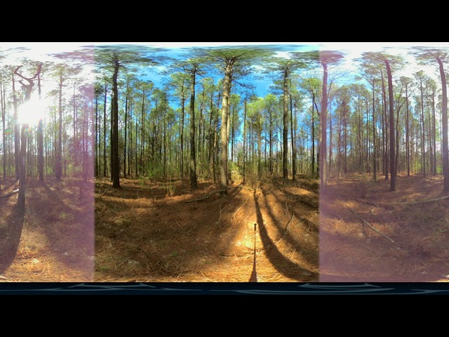 [2D 360 VR] Nature - McKinney Pine Woods