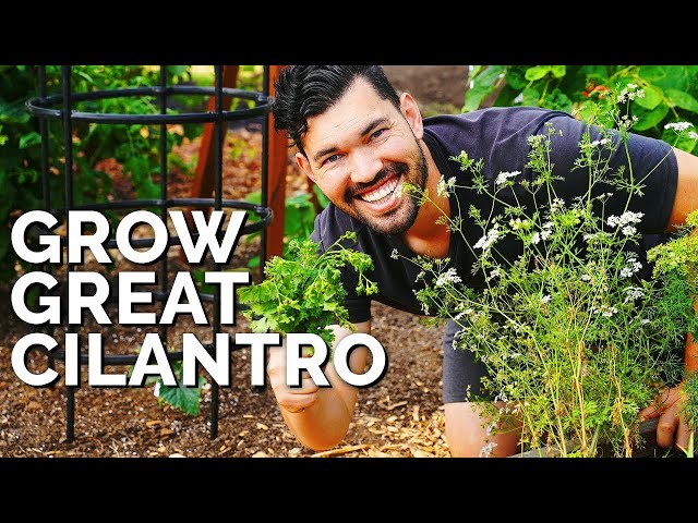 How to Grow Cilantro...And Stop It From BOLTING!