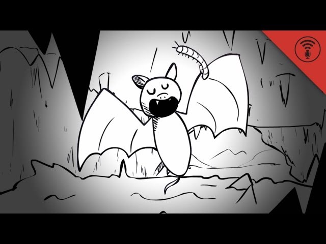 Biospeleology and the Dark, Dank World of Caves: Stuff You Should Know Animated