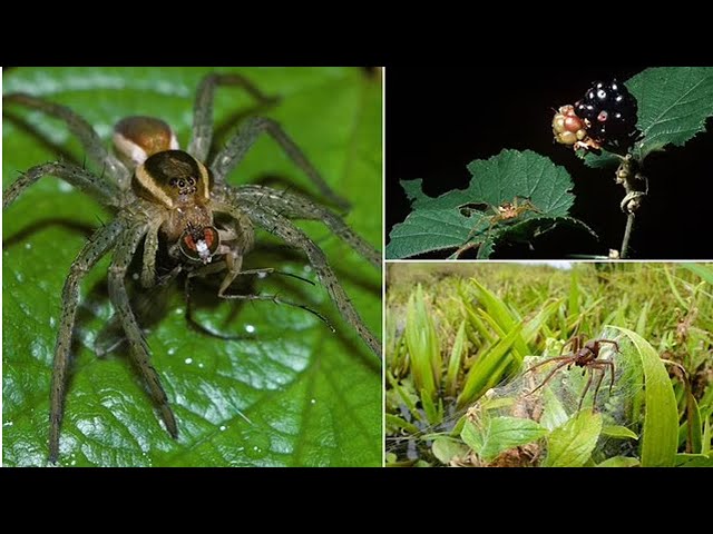 Giant spiders the size of a human hand are breeding faster than ever