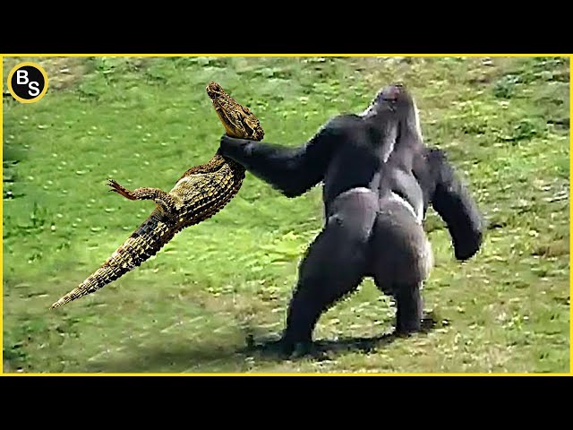 When Crocodiles Messed with the Wrong Opponent!