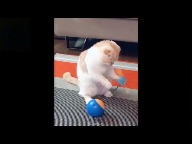 funny videos. funny cat, funny dogs, pet animals, pets, funny animals, funny pets