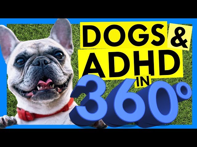 5 Ways Dogs Help ADHD Brains -- in 360 Degrees!!!