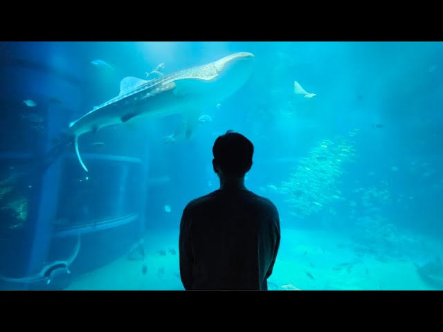 Osaka Aquarium Kaiyukan 2024