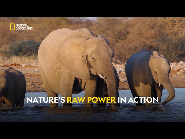 Animal Survival Instincts | Animals Gone Wild | हिंदी | S2 - E1 | Nat Geo Wild