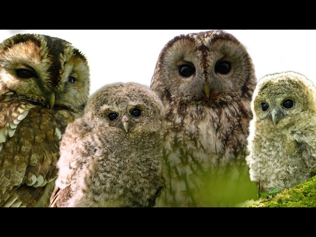 Wild Tawny Owl Family Welcome 4 Foster Chicks | Luna & Bomber | Robert E Fuller