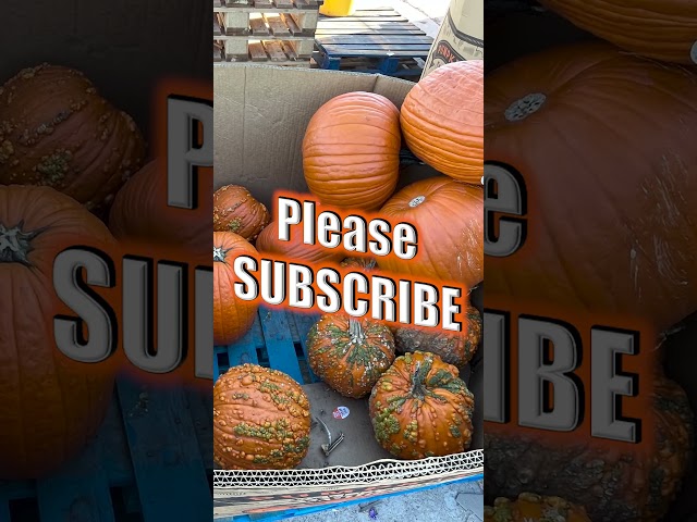 Pumpkins in the Texas Panhandle