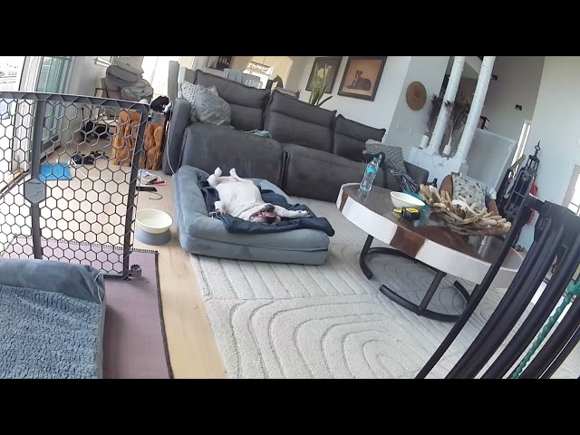 Dog Gets Excited Hearing Word Burger - 1536851