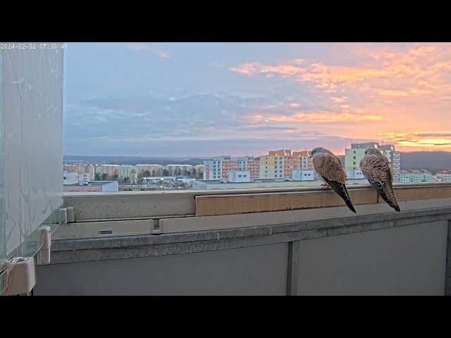 Falco tinnunculus brunensis - cam 1-17