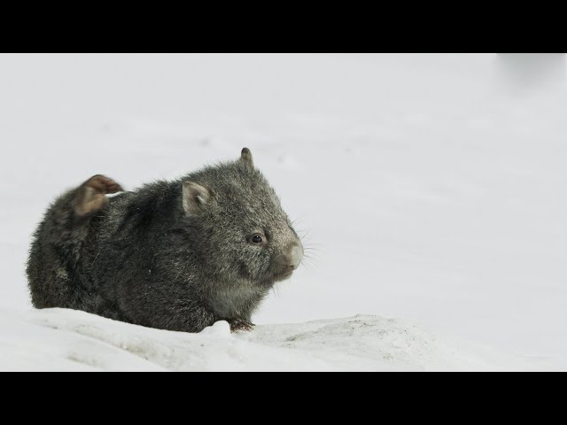 Cute Baby Wombat finds some Food | Seven Worlds, One Planet | BBC Earth