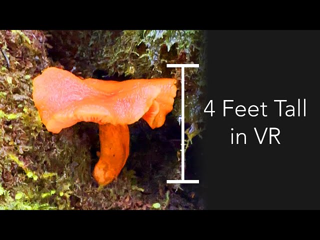 Macro 3D Mushrooms VR180 - Part 1