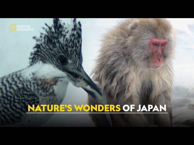 Wildlife of Japan | Japan's Wild Year | हिंदी | S1 - E1  | Nat Geo Wild