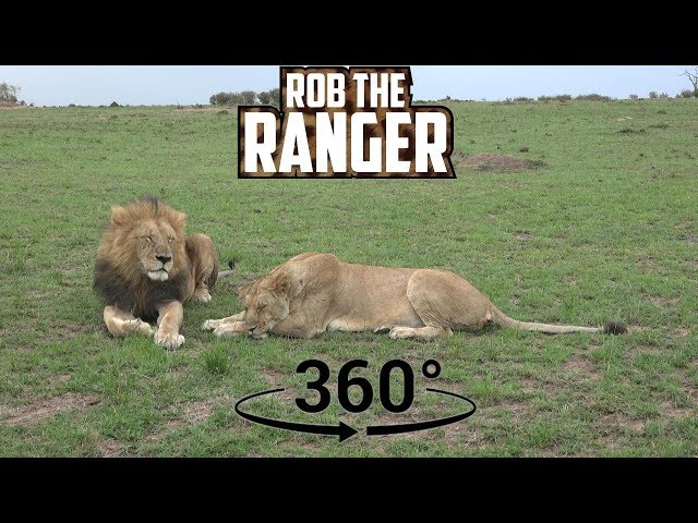 Magical Maasai Mara Lions (In 360° VR) | African Icons | Zebra Plains