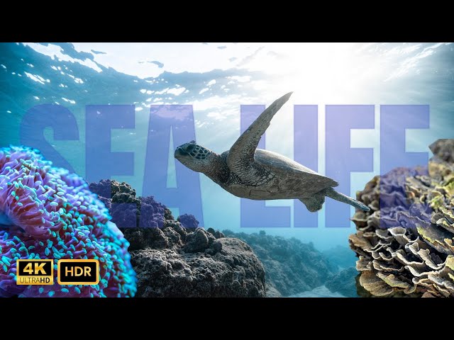 4K Ultra HD Underwater Sea Life | Vibrant Marine Creatures & Coral Reefs Display Test Footage