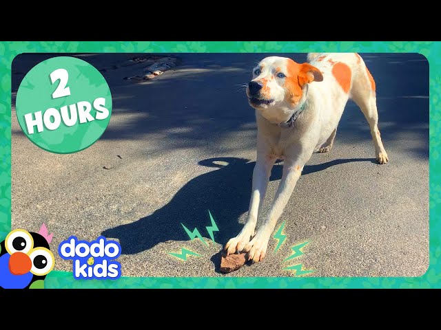 2 Hours Of The Most Surprising Animal Stories You’ll Ever See! | Dodo Kids | Animal Videos For Kids