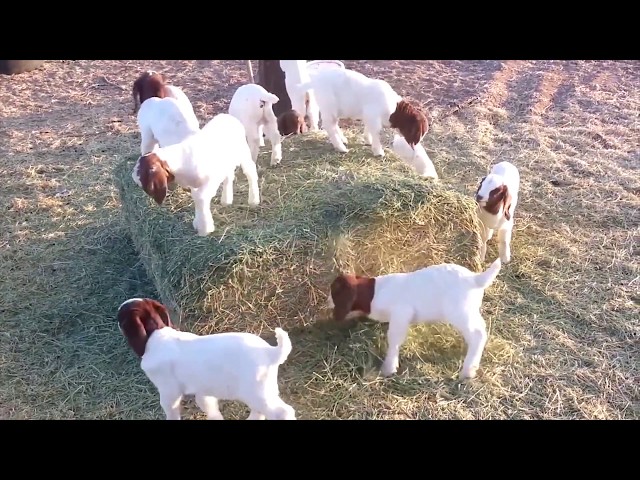 Baby Goats Playing, Running and Jumping Compilation