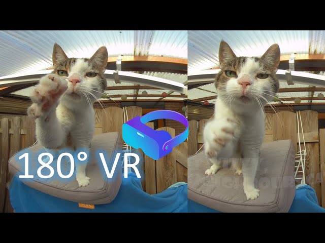 180VR 3D experience: Wizzy, the neighbours cat, gets a treat!