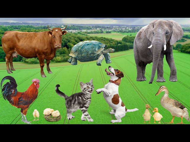 Cute little animals - Dog, cat, chicken, elephant, cow, tortoise - Animal sounds