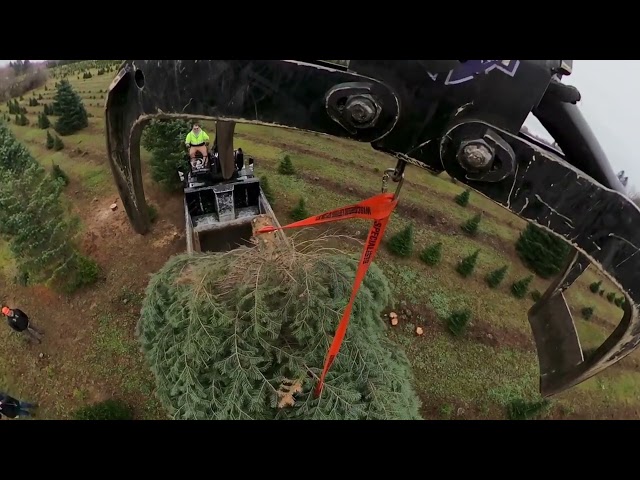 360 degree camera captures unique view of harvesting a large Christmas Tree