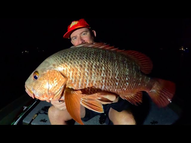 Gold Coast MANGROVE JACK Fishing