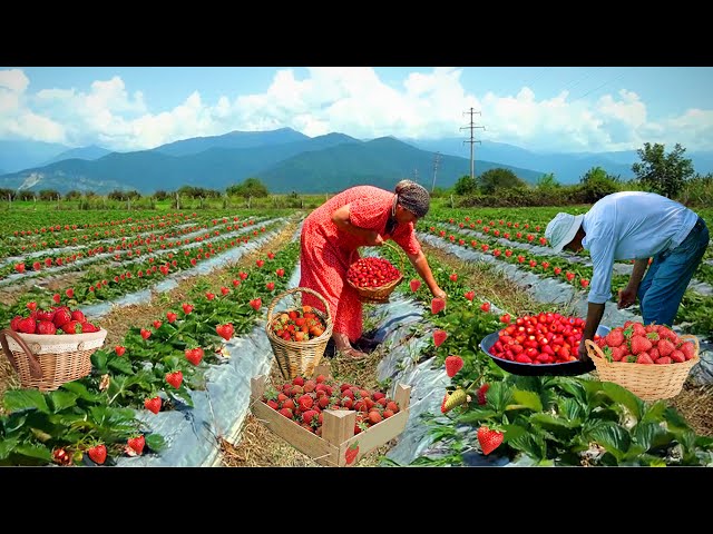 AZERBAIJAN Strawberry Farm | From Field to Oven | Grandma's Strawberry Recipes