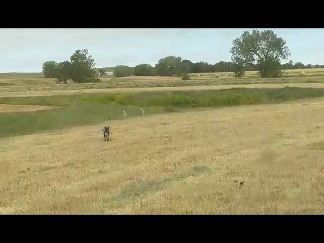 Blue heeler dog vs two coyotes